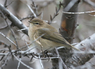 …and there should be plenty of Caucasian Chiffchaffs on the move as well.